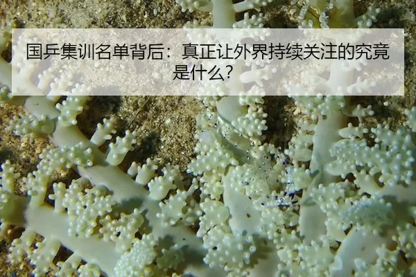 国乒集训名单背后：真正让外界持续关注的究竟是什么？